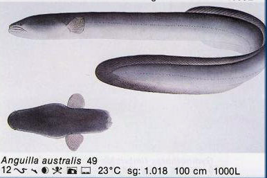 Anguilla australis
